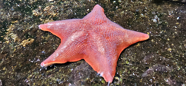 Patiria miniata