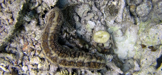 Pearsonothuria graeffei