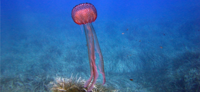 Pelagia noctiluca
