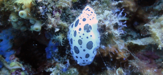 Peltodoris atromaculata