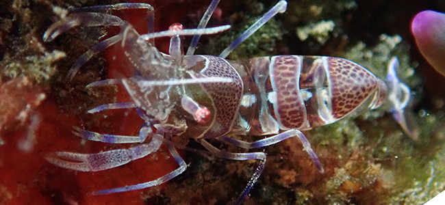 Periclimenes amethysteus