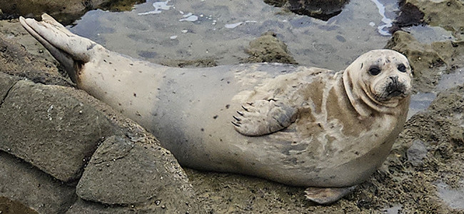 Phoca vitulina