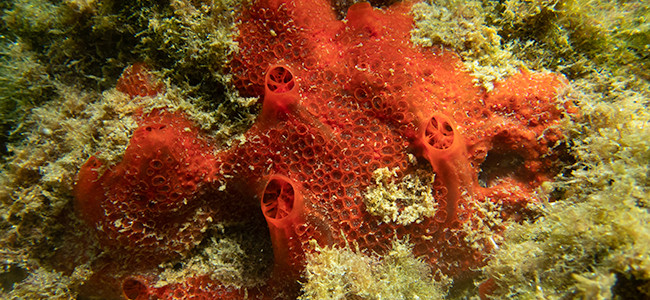 Phorbas fictitius