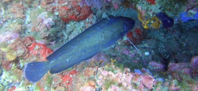 Phycis phycis