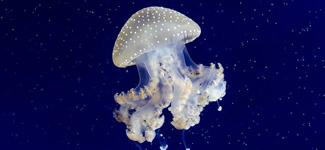 Phyllorhiza punctata