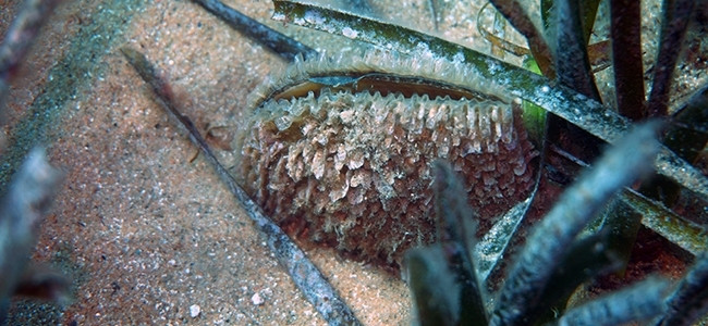 Pinna nobilis