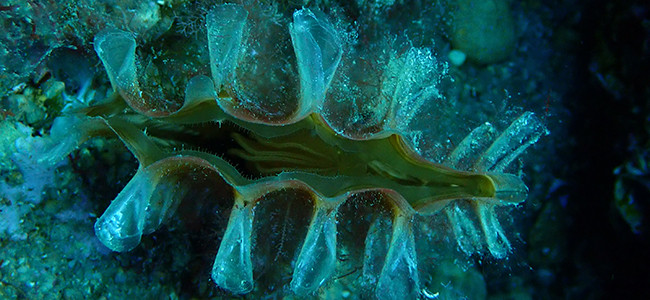 Pinna rudis