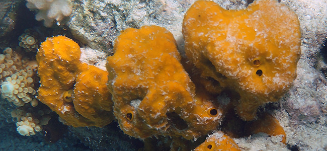 Plakinastrella ceylonica