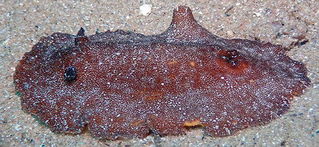 Platydoris argo