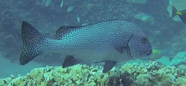 Plectorhinchus picus