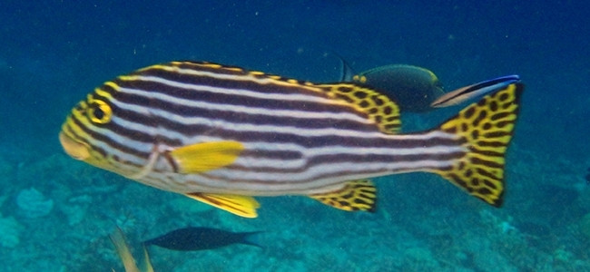 Plectorhinchus vittatus