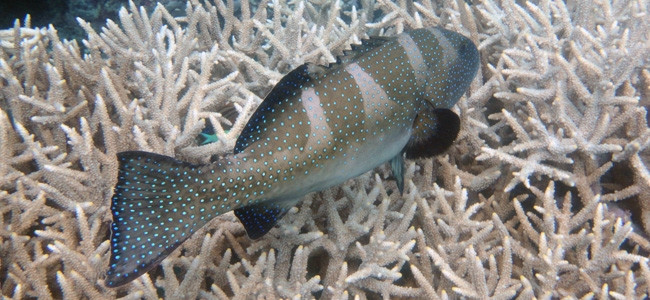 Plectropomus areolatus