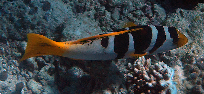 Plectropomus laevis