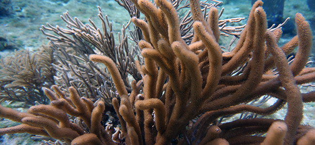 Plexaura homomalla