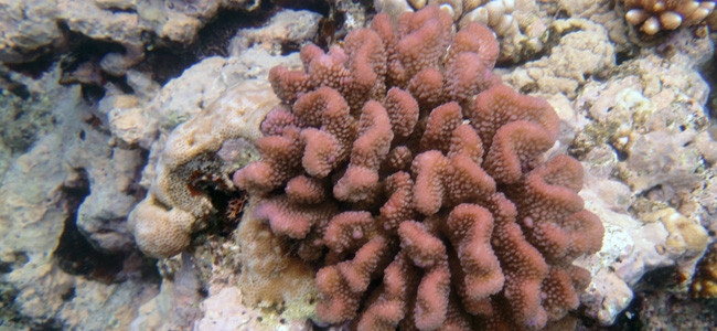 Pocillopora meandrina