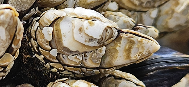 Pollicipes polymerus