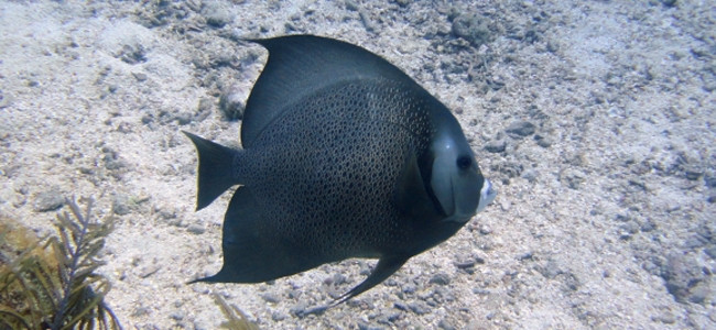 Pomacanthus arcuatus