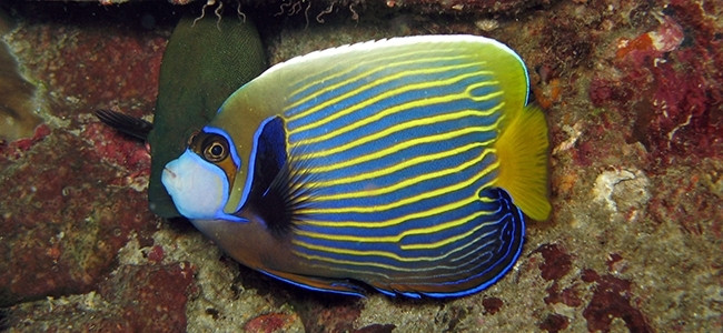 Pomacanthus imperator