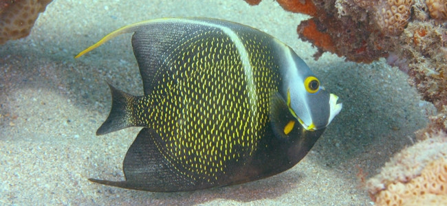 Pomacanthus paru