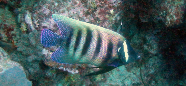 Pomacanthus sexstriatus