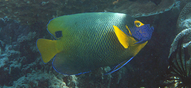 Pomacanthus xanthometopon