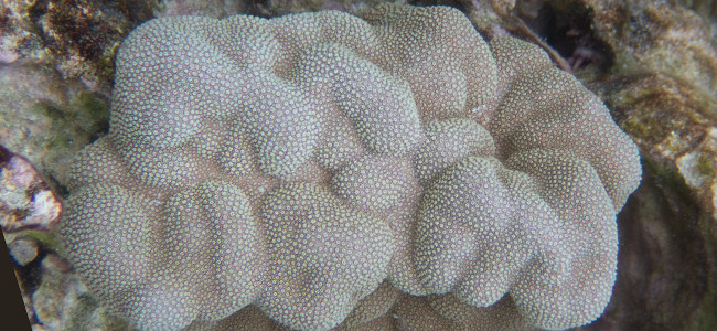 Porites evermanni