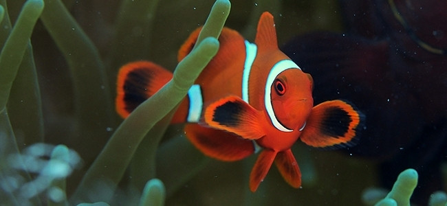 Premnas biaculeatus