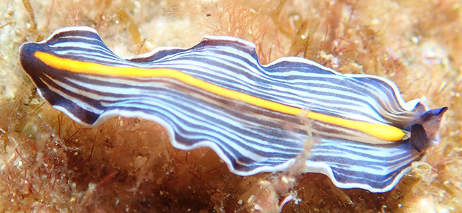 Prostheceraeus giesbrechtii
