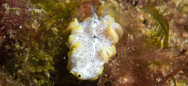Prostheceraeus moseleyi