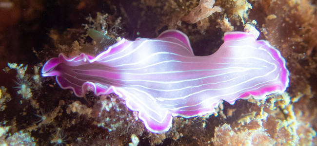 Prostheceraeus roseus