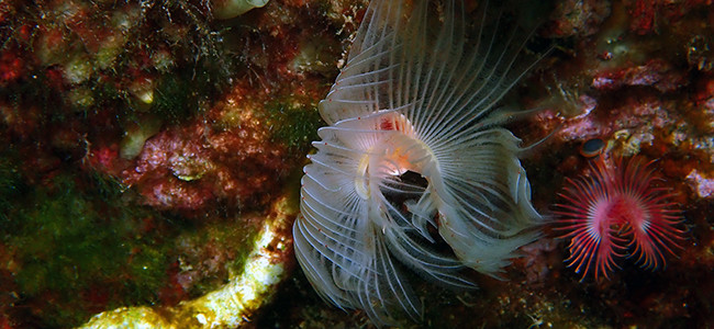 Protula tubularia