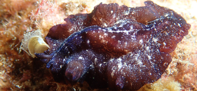 Pseudoceros maximus