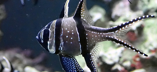Pterapogon kauderni