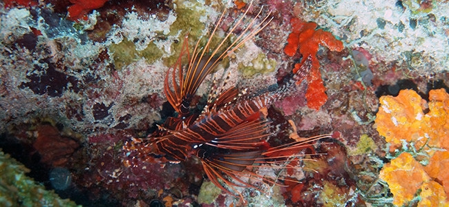Pterois antennata