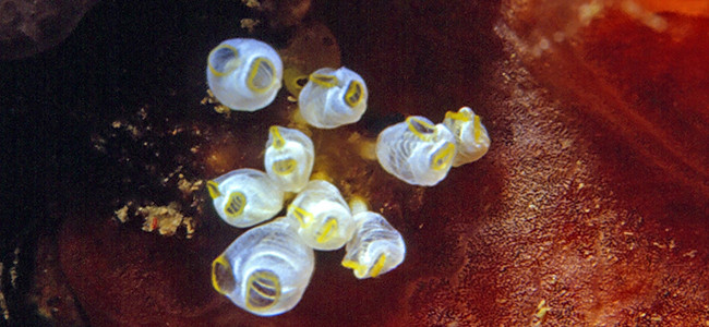 Pycnoclavella nana