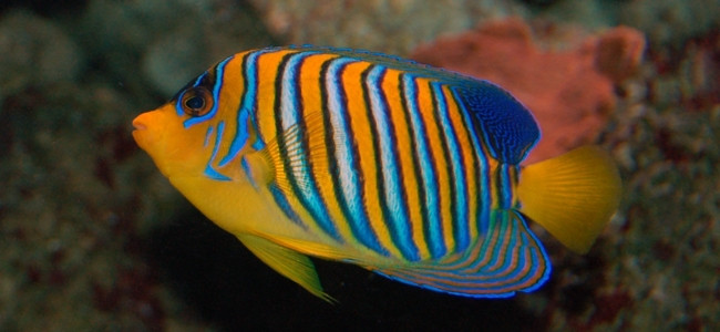 Pygoplites diacanthus