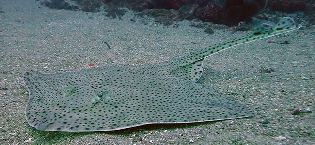 Raja brachyura