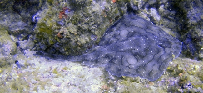 Raja undulata