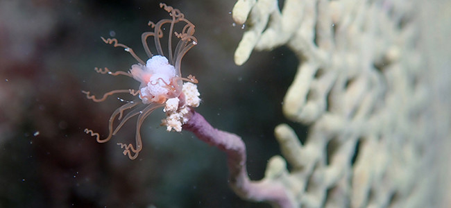 Ralpharia gorgoniae