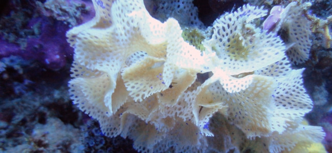 Reteporella grimaldii