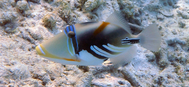 Rhinecanthus aculeatus