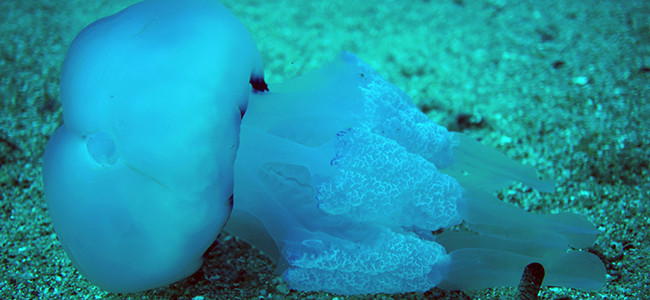 Rhizostoma pulmo