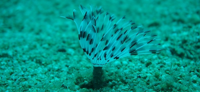 Sabella pavonina
