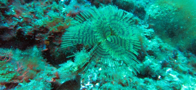 Sabella spallanzanii