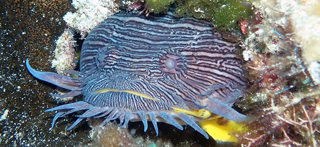 Sanopus splendidus
