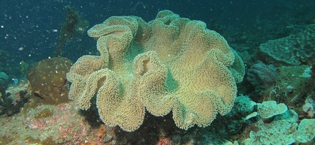 Sarcophyton spp