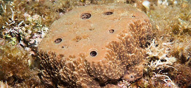 Sarcotragus fasciculatus