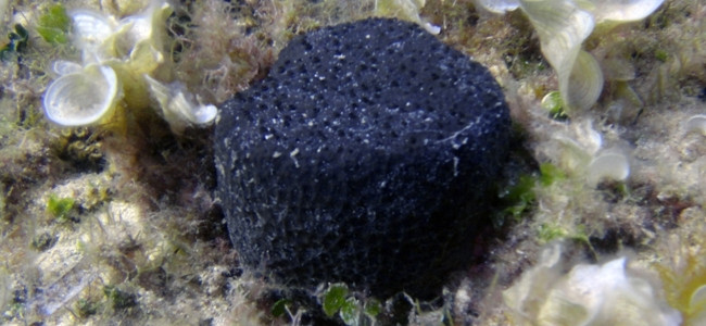 Sarcotragus spinosulus