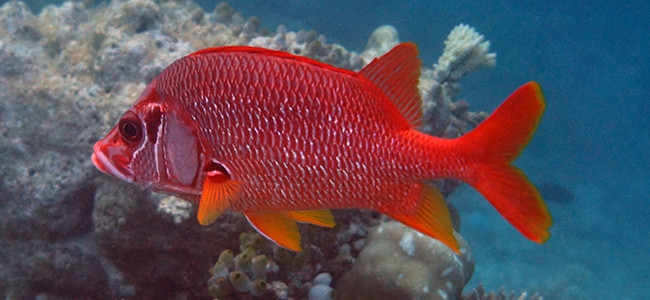 Sargocentron spiniferum
