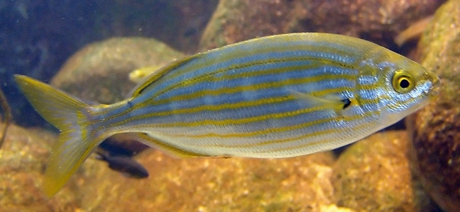 Sarpa salpa